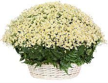 Цветочная композиция из Ромашки в корзине #REPLACE_PRED# Рождествено